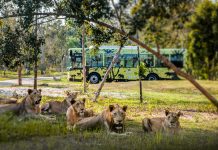 Nắm giữ “kỷ lục kép” thế giới – Vinpearl Safari Phú Quốc “khủng” cỡ nào?