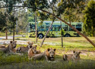 Nắm giữ “kỷ lục kép” thế giới – Vinpearl Safari Phú Quốc “khủng” cỡ nào?