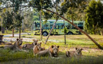 Nắm giữ “kỷ lục kép” thế giới – Vinpearl Safari Phú Quốc “khủng” cỡ nào?